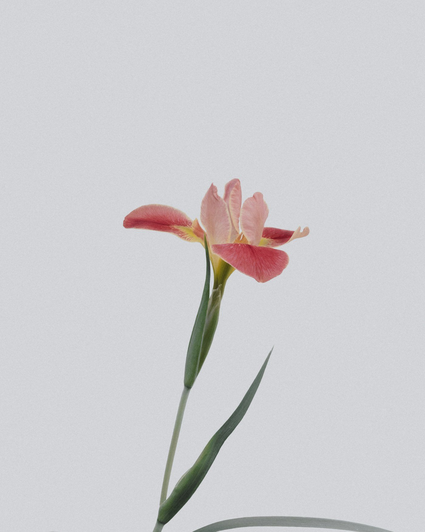 Tulipanes de colores para regalar